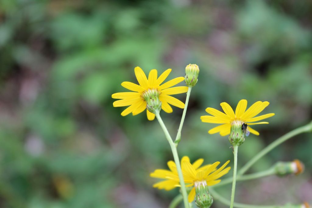 Senecio inaequidens (Asteraceae)